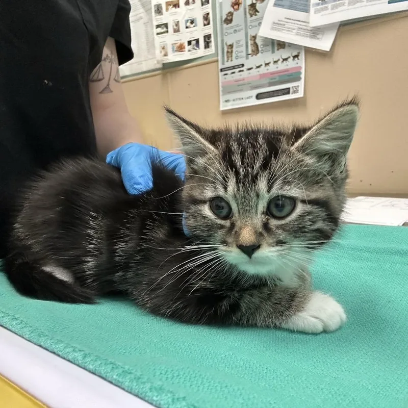 A baby small-sized male Black Domestic Short Hair cat named Citron for adoption in Tacoma, WA