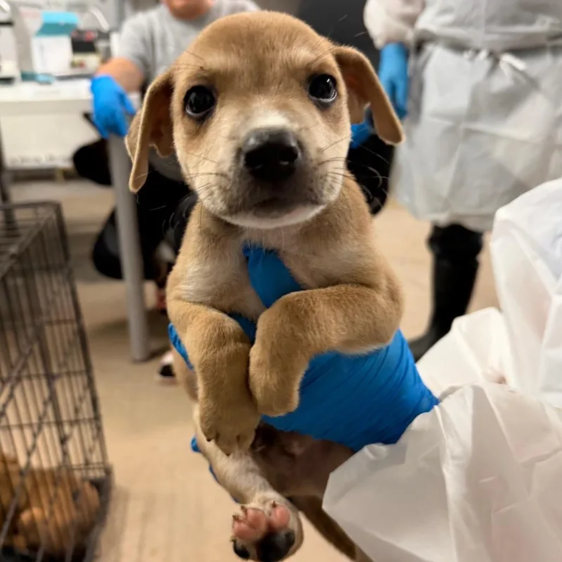 A baby small-sized male Brown / Chocolate Shepherd dog named Mojito for adoption in Edinburg, TX