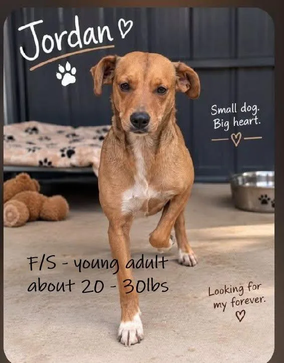 An adult medium-sized female Mixed Breed dog named Jordan for adoption in Chardon, OH