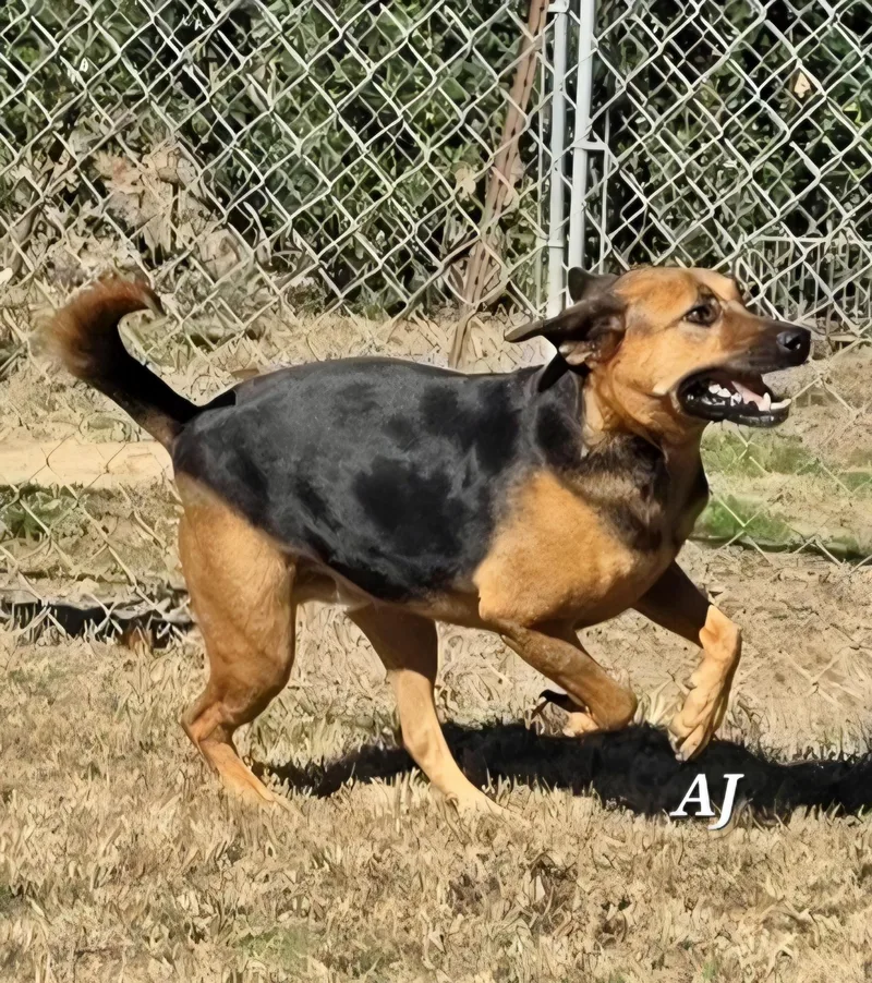 An adult large-sized male German Shepherd Dog dog named Aj for adoption in Manchester, CT