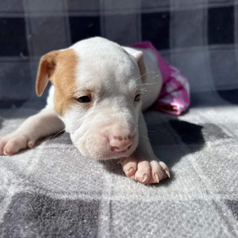 A baby small-sized female Mixed Breed dog named Juicy Lucy for adoption in Mount Gilead, NC