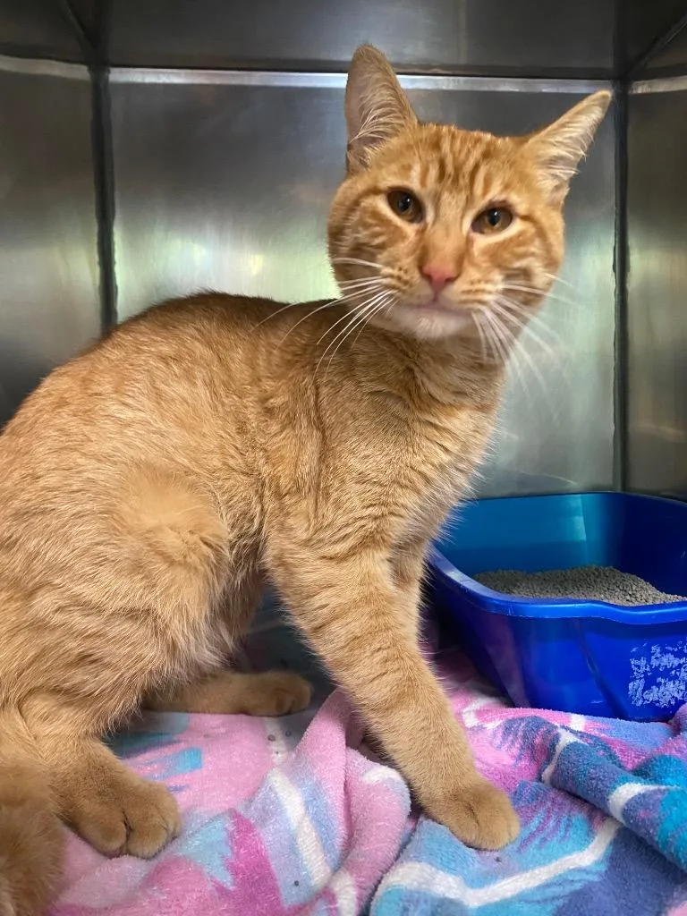 A young medium-sized male Domestic Short Hair cat named Orange Chicken for adoption in Fall River, MA