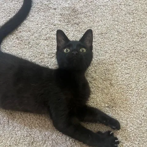 A baby medium-sized male Black Domestic Short Hair cat named Stilton for adoption in Hudsonville, MI