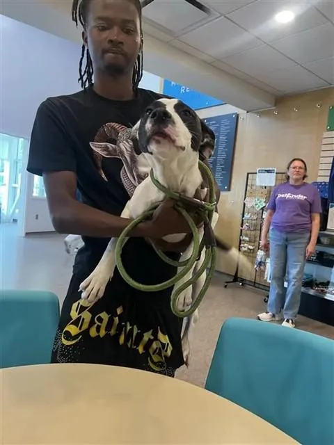 A young small-sized male American Bulldog dog named Mississippi for adoption in Saint Louis, MO