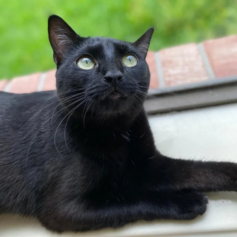 A young medium-sized female Black Domestic Short Hair cat named Gracie for adoption in Houston, TX