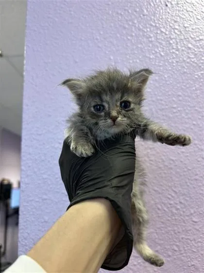 A baby small-sized male Gray / Blue / Silver Domestic Short Hair cat named 60843997 for adoption in El Paso, TX