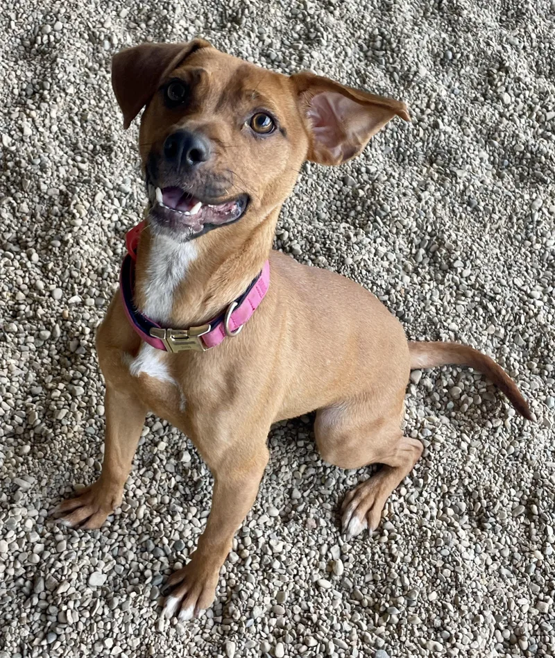 A young small-sized female Yellow / Tan / Blond / Fawn Dachshund dog named Maxie for adoption in Lacon, IL