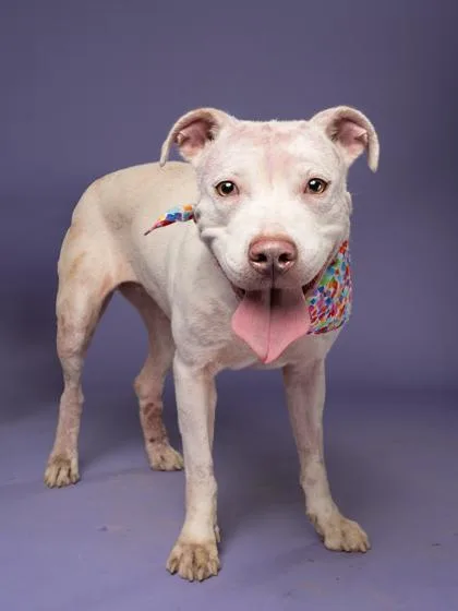 An adult large-sized female Mixed Breed dog named Eris Neem for adoption in Atlanta, GA