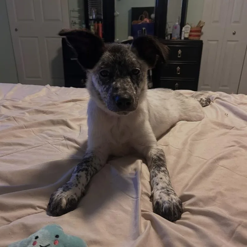 A baby medium-sized female Australian Cattle Dog / Blue Heeler dog named Buffy for adoption in Philadelphia, PA