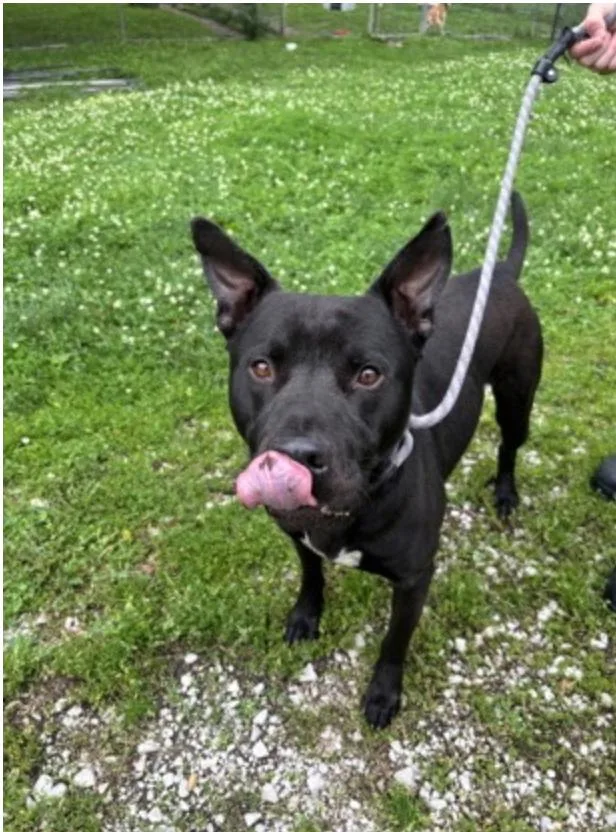 An adult medium-sized male Black Mixed Breed dog named Shadow for adoption in Terre Haute, IN