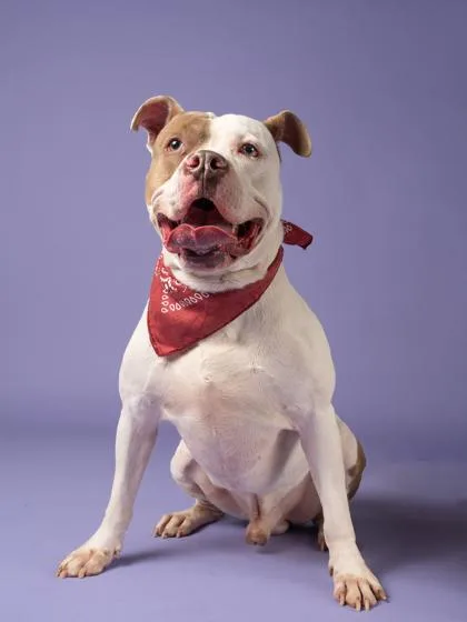 An adult large-sized male Pit Bull Terrier dog named Scooch Ova for adoption in Atlanta, GA
