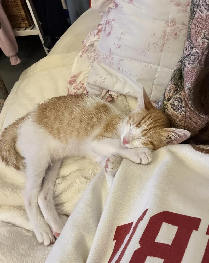 A baby medium-sized female Orange & White Domestic Short Hair cat named Lottie for adoption in El Segundo, CA