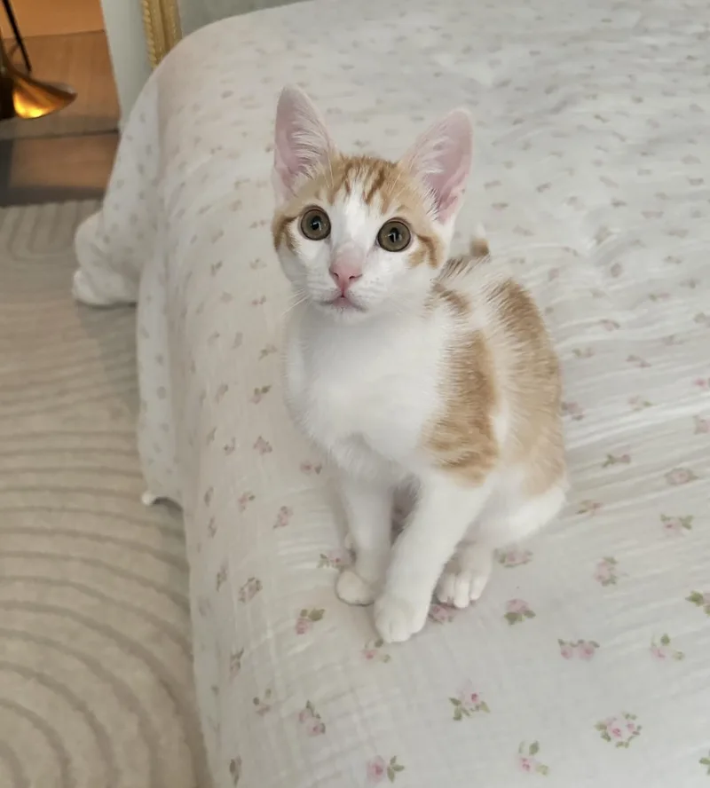 Lottie thumbnail 5