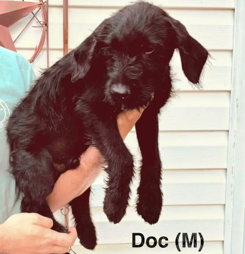 A baby medium-sized male Black Schnauzer dog named Doc for adoption in Parma, OH