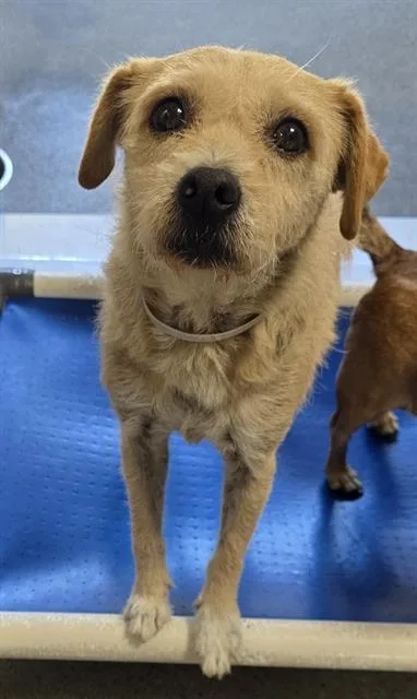 A senior medium-sized female Terrier dog named Nani for adoption in Agoura, CA