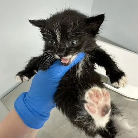 A baby small-sized male Black Domestic Short Hair cat named Schmidt for adoption in Indianapolis, IN