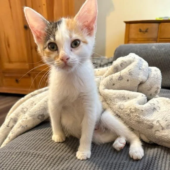 A baby small-sized female Domestic Short Hair cat named Carousel for adoption in Woodstock, GA