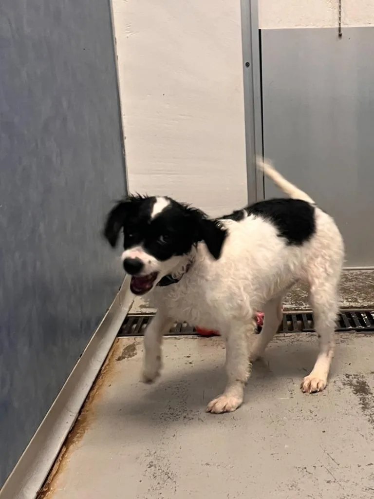 A baby small-sized female Poodle dog named Carmela for adoption in Los Angeles, CA