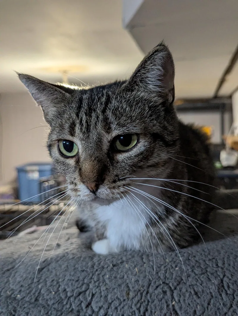 An adult medium-sized female Domestic Short Hair cat named Bunni for adoption in Waterloo, IA