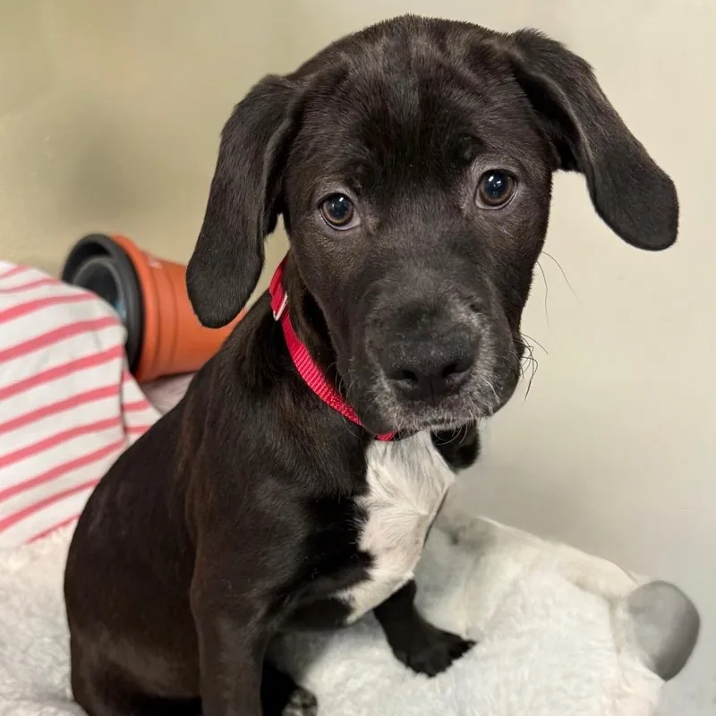 Teletubbie Pup: Tinky Winky