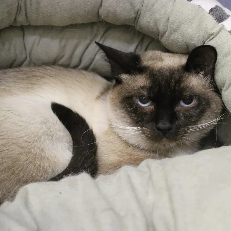 An adult medium-sized male Siamese cat named Billie Jean for adoption in Weaverville, CA