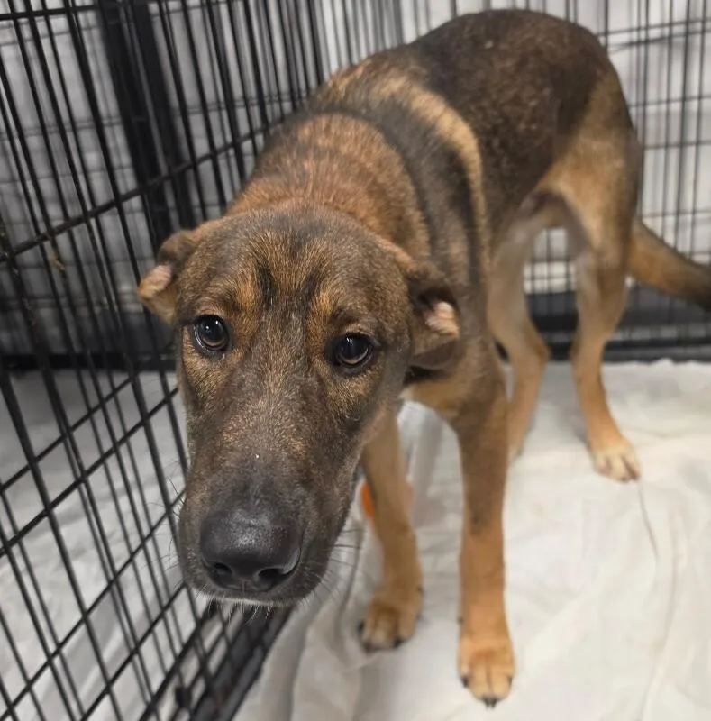 A young medium-sized male German Shepherd Dog dog named Tito for adoption in Roanoke, VA