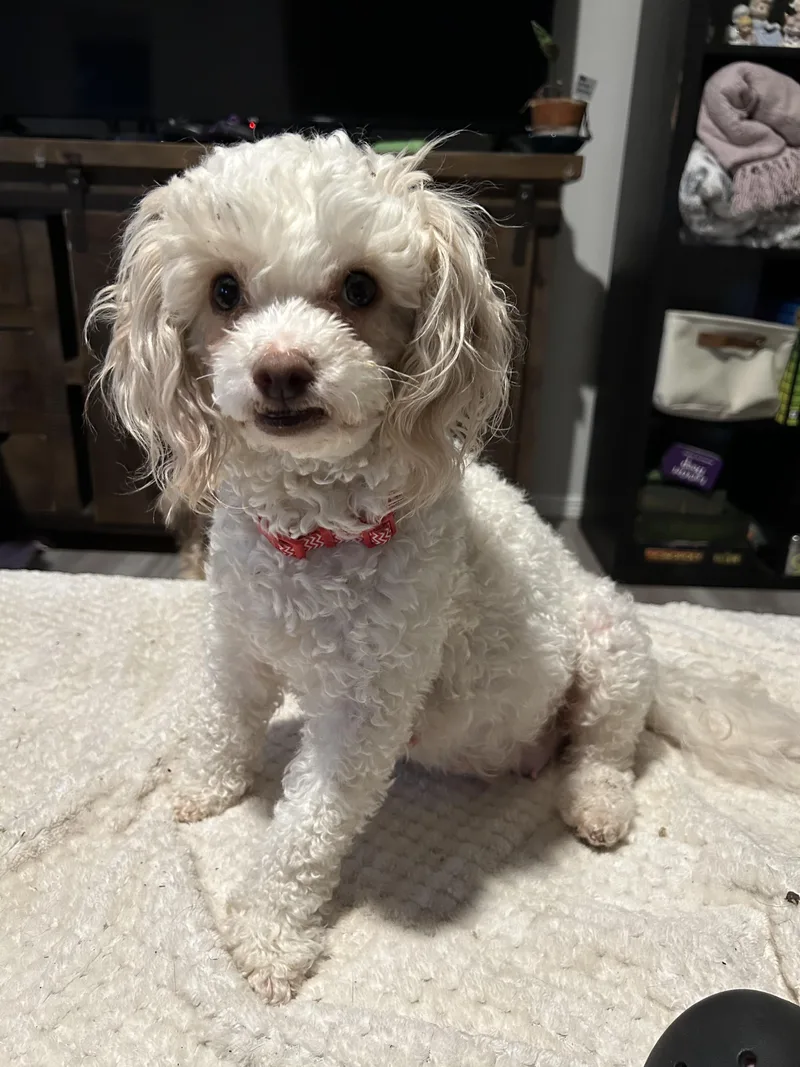 An adult small-sized female White / Cream Poodle dog named Tymberlee for adoption in Houston, TX