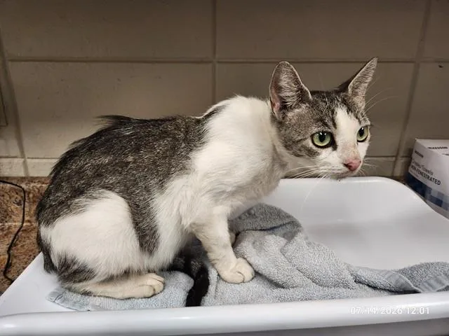 A young medium-sized female Domestic Short Hair cat named Allsion for adoption in Huntsville, AL