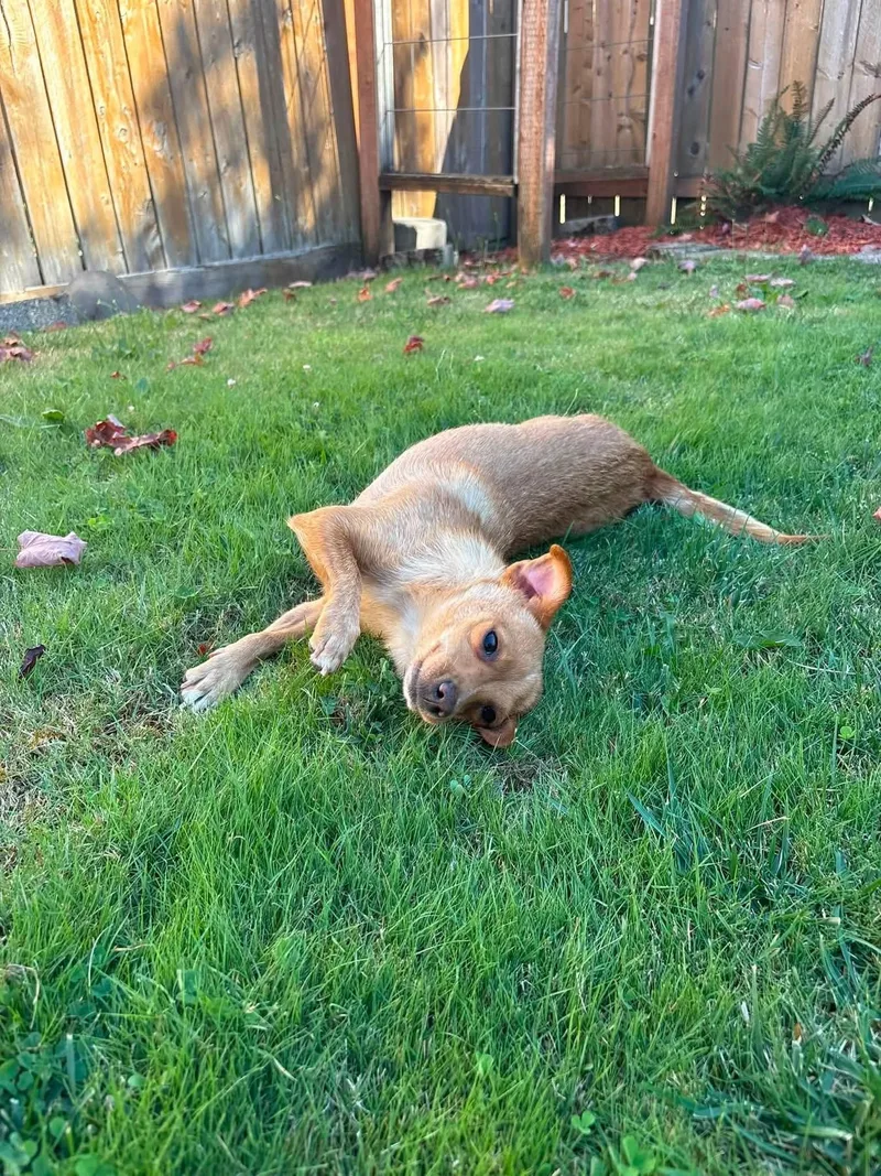 An adult small-sized female Chihuahua dog named Dorothy for adoption in Eugene, OR