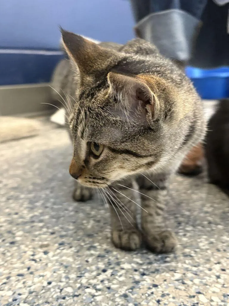 A baby medium-sized female Domestic Short Hair cat named Candace for adoption in Athens, AL