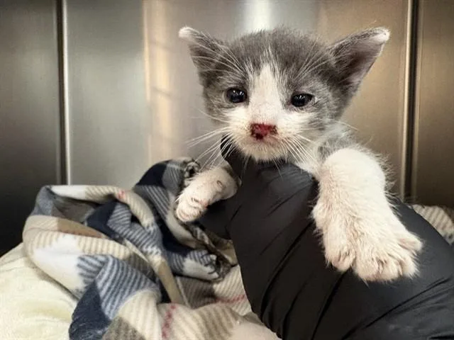 A baby small-sized male Domestic Short Hair cat named Squeak for adoption in Thousand Palms, CA