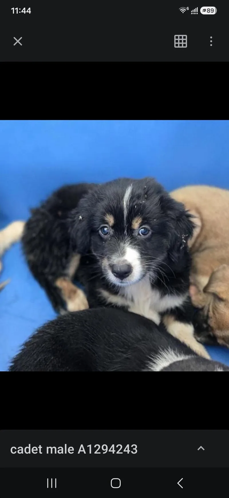 A baby medium-sized male Mixed Breed dog named Cadet for adoption in Holbrook, NY