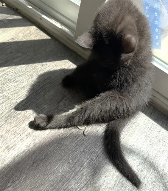A baby small-sized female Domestic Short Hair cat named Duvalin for adoption in Sacramento, CA
