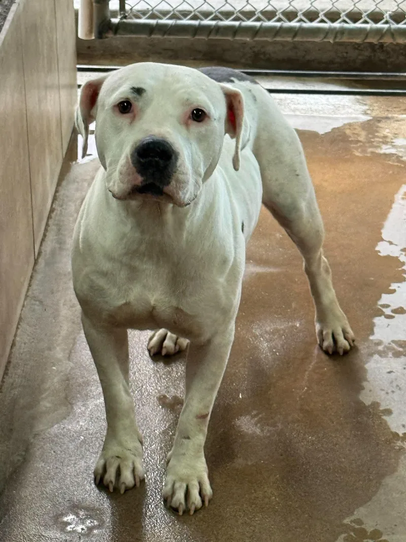 A young medium-sized female White / Cream American Staffordshire Terrier dog named Maisey for adoption in Phoenix, AZ