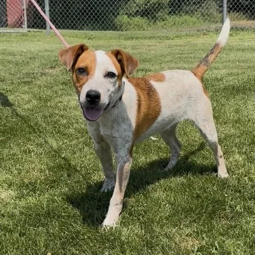 A baby medium-sized male Red / Chestnut / Orange Hound dog named Frankie for adoption in Dyer, IN