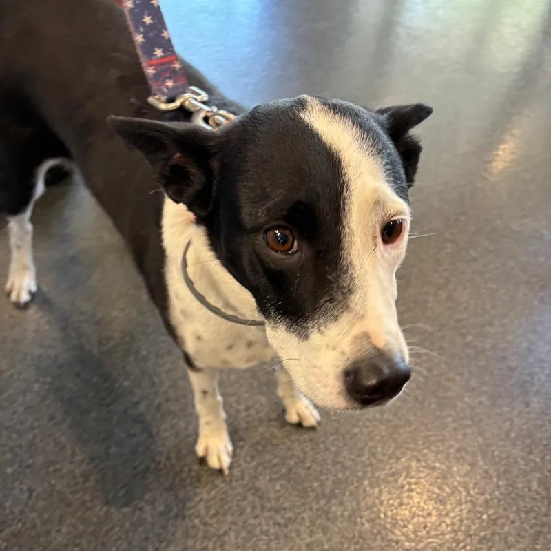 An adult medium-sized female Black Mixed Breed dog named Pinky for adoption in Allentown, PA