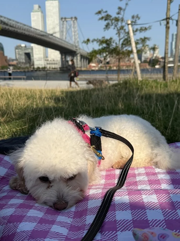 A young small-sized female White / Cream Maltese dog named Rumi for adoption in Long Island City, NY