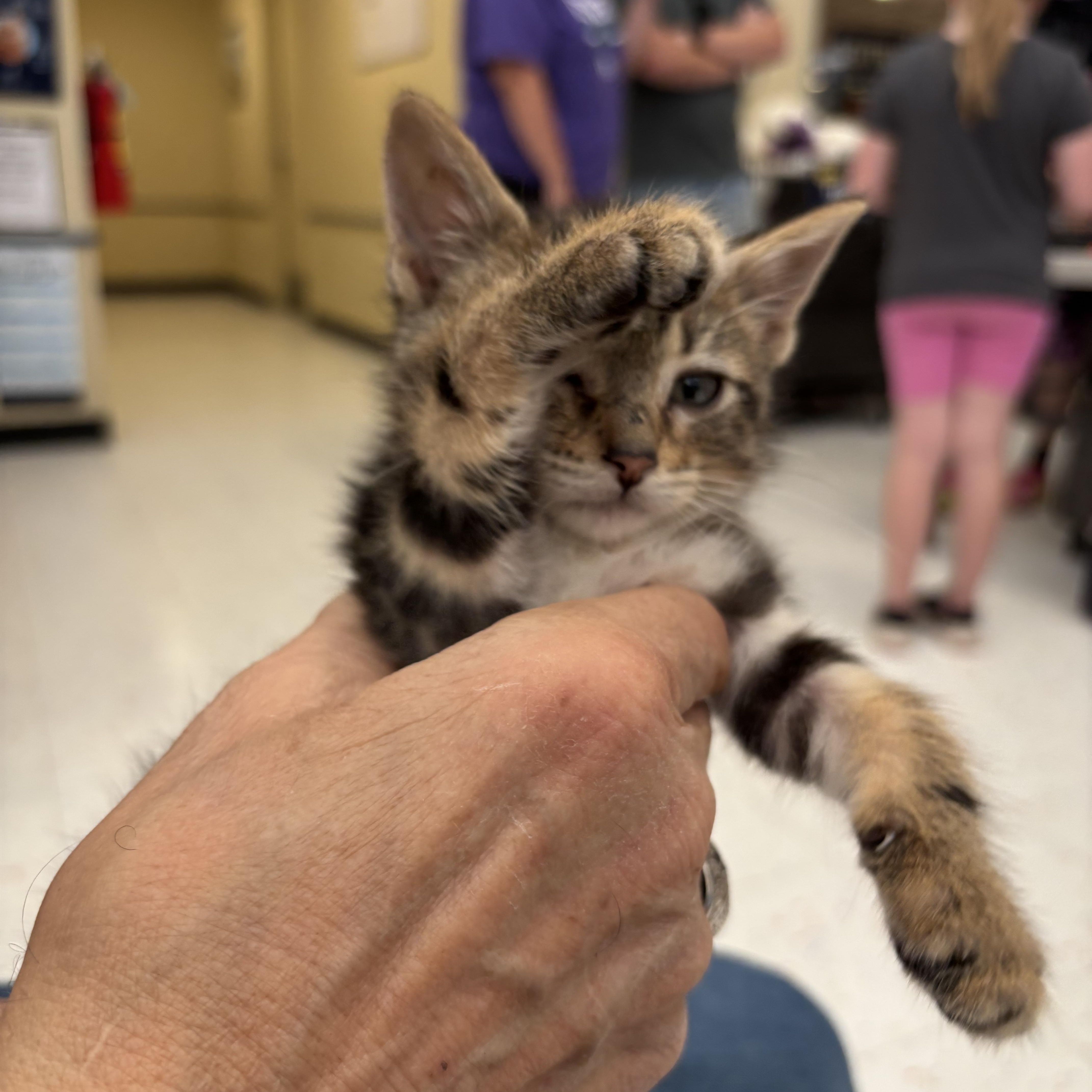 A baby medium-sized male Tabby (Brown / Chocolate) Tabby cat named Sable for adoption in Omaha, NE