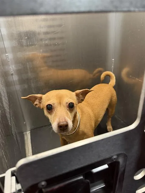An adult medium-sized female Chihuahua dog named Chloe for adoption in San Antonio, TX