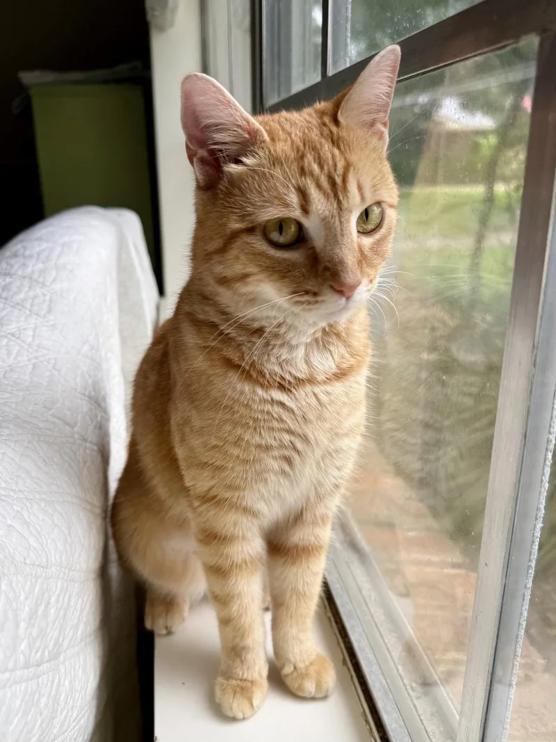 An adult small-sized female Orange / Red Domestic Short Hair cat named Lilly for adoption in Texarkana, TX