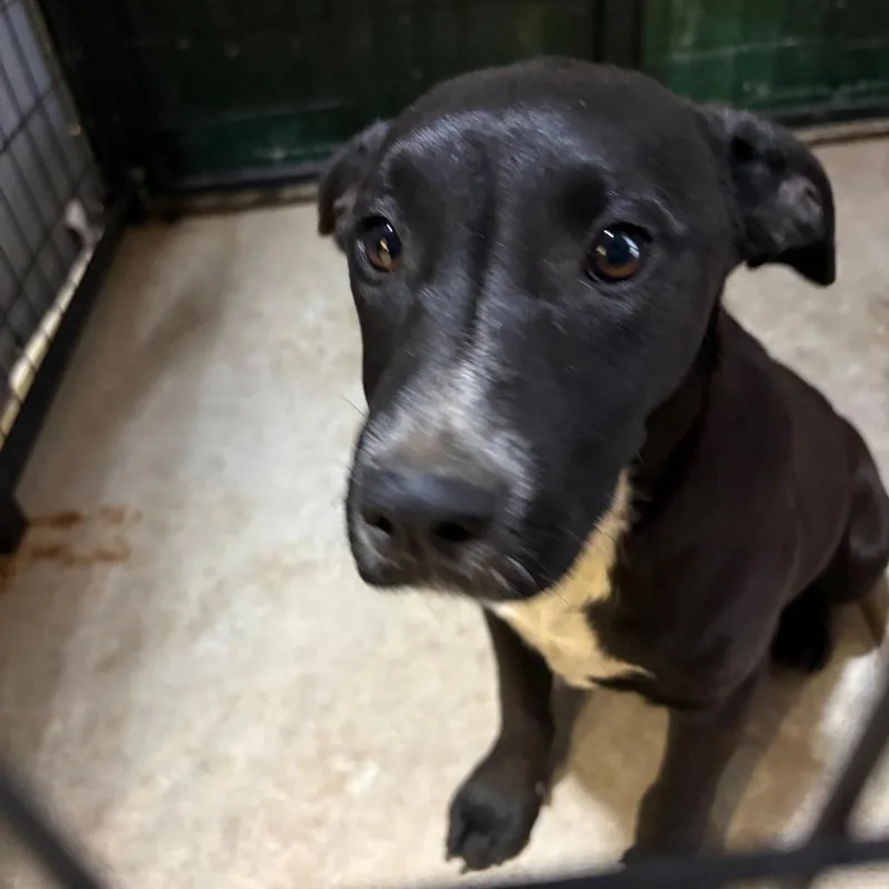 A young medium-sized female Black Terrier dog named Shannon for adoption in Birmingham, AL