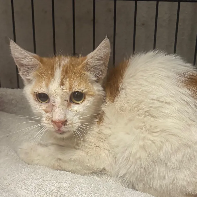 A young small-sized female Orange / Red Domestic Short Hair cat named Mini for adoption in Yuma, AZ