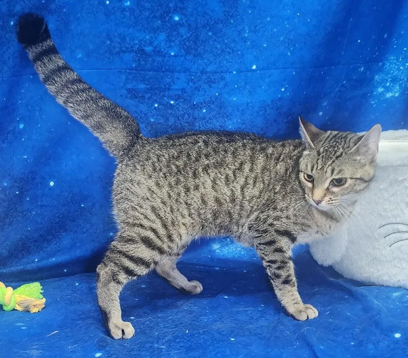 A young medium-sized female Domestic Short Hair cat named Sweetie for adoption in Wetumpka, AL