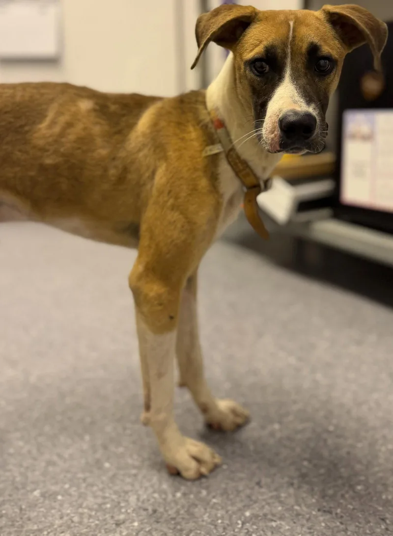A young large-sized male Feist dog named O'Reilly for adoption in Steeleville, IL