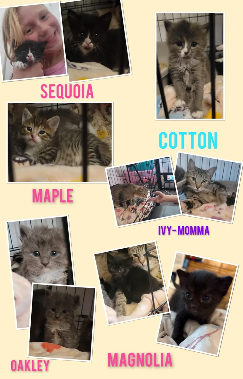 A baby small-sized female Domestic Short Hair cat named Magnolia for adoption in Dixon, CA