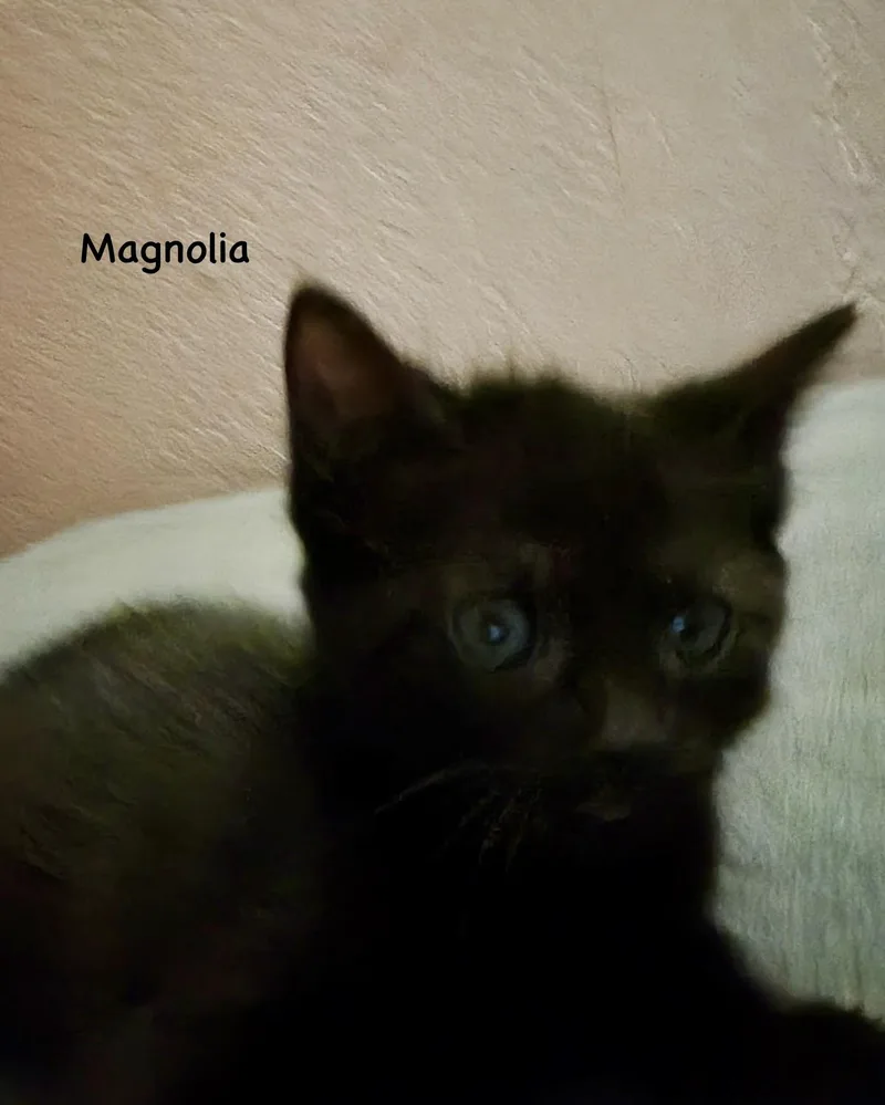 Magnolia thumbnail 4