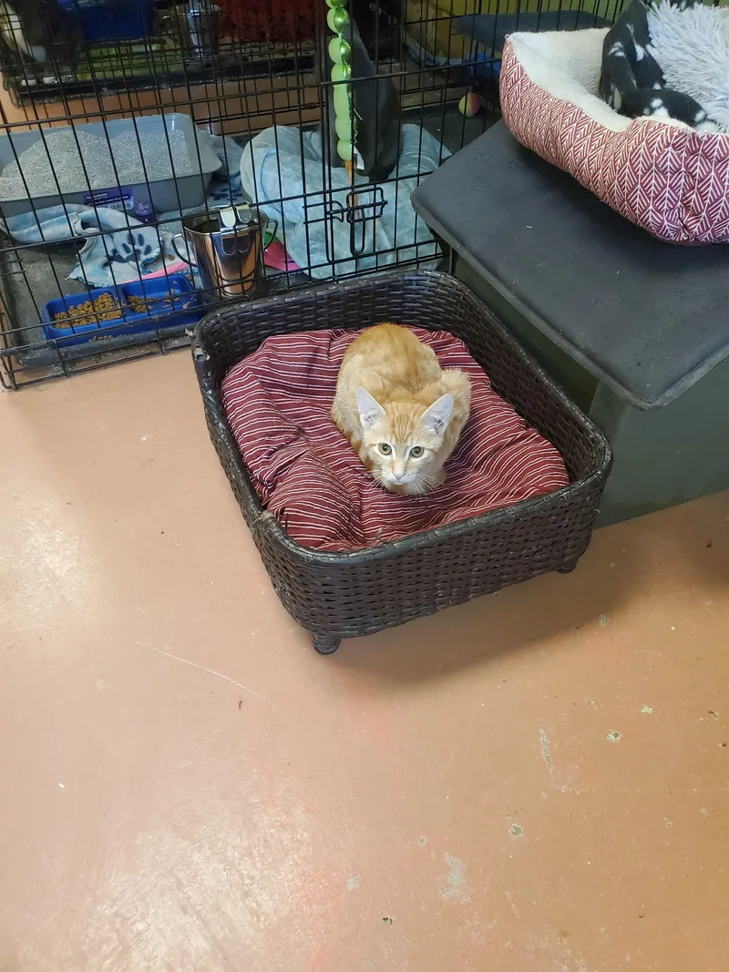 A baby medium-sized male Orange & White American Shorthair cat named Dewey for adoption in Tunica, MS