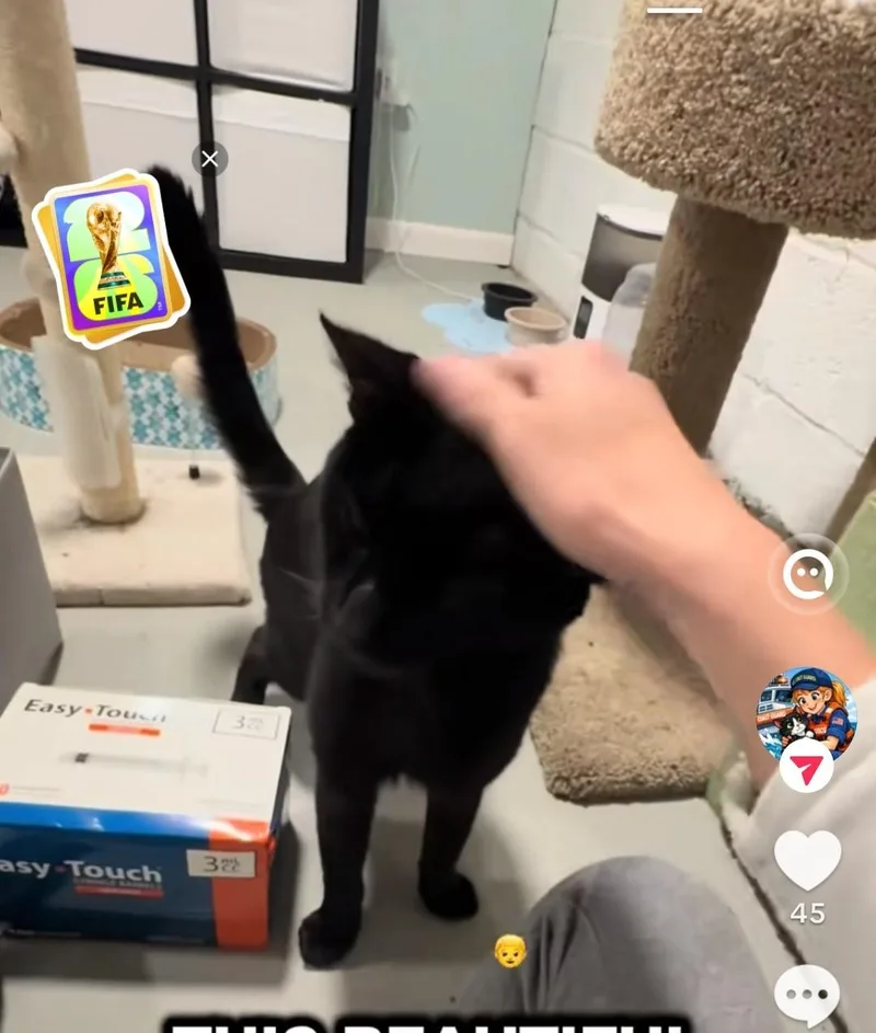 An adult large-sized male Black Domestic Short Hair cat named Koios for adoption in East Brunswick, NJ
