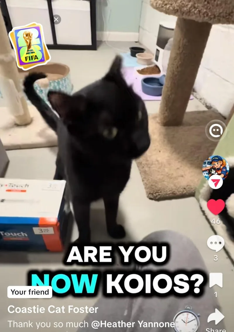 Koios thumbnail 3