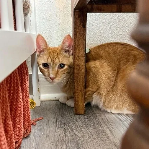 A young medium-sized male Tabby (Orange / Red) Tabby cat named Quinn The Lion From for adoption in Friendswood, TX
